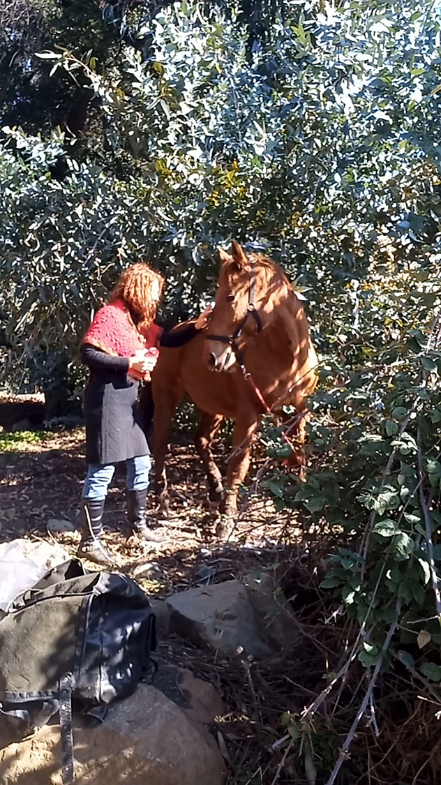 MAESTRAS EQUINAS image