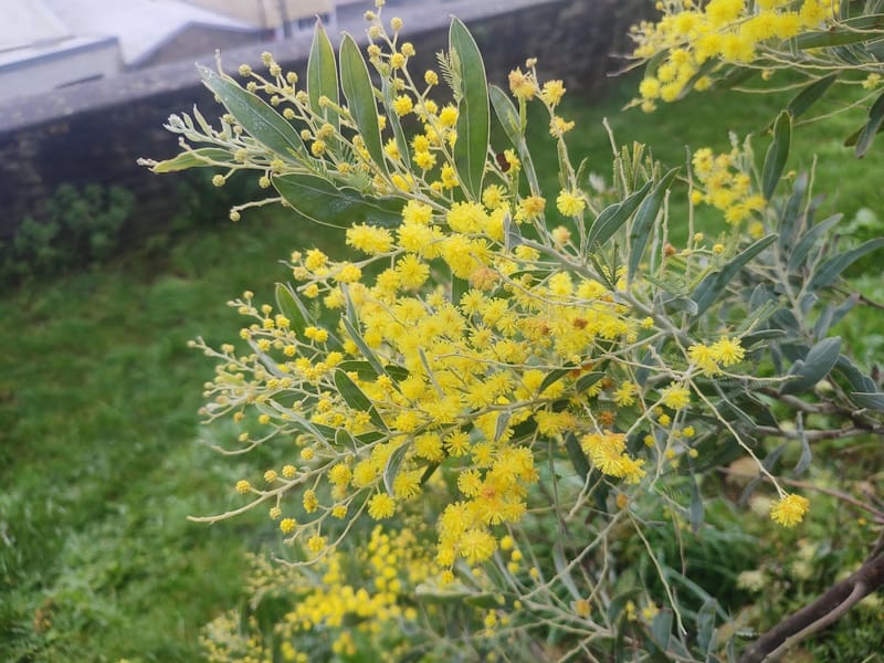 Acacia x hanburyana