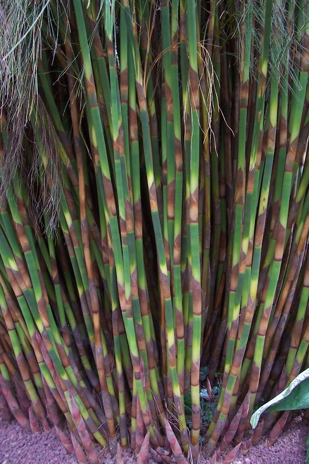 Cannomois virgata