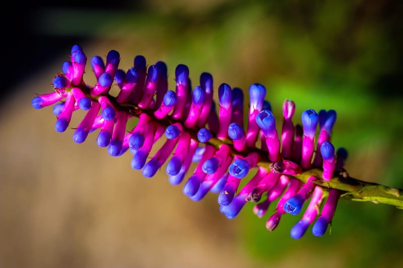 Aechmea gamosepala