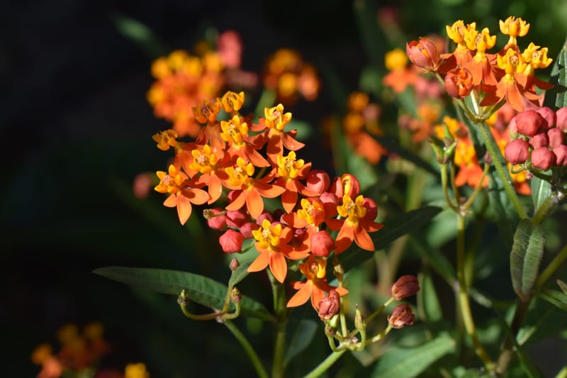 Asclepias curassavica