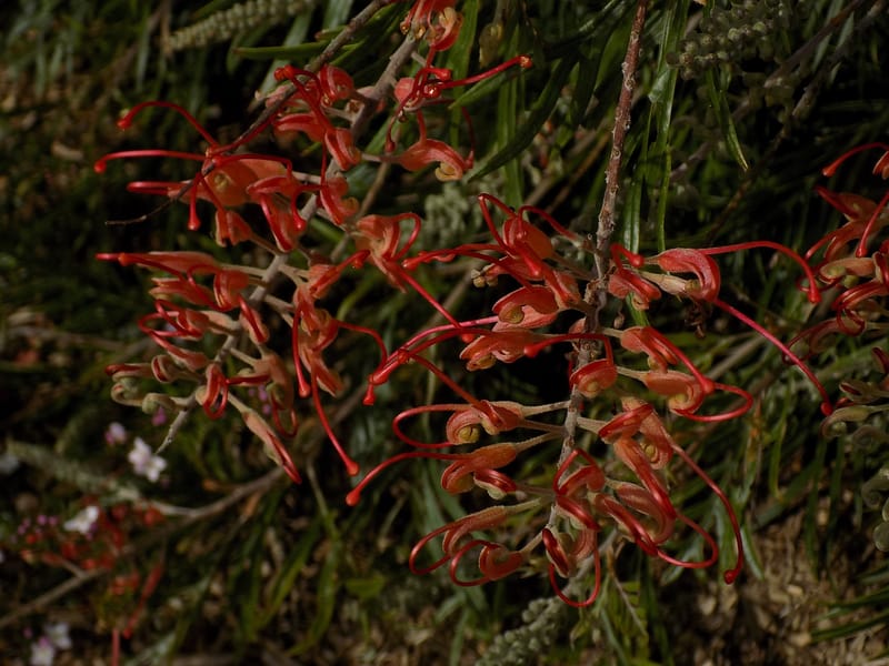 Grevillea 'Robyn Gordon'