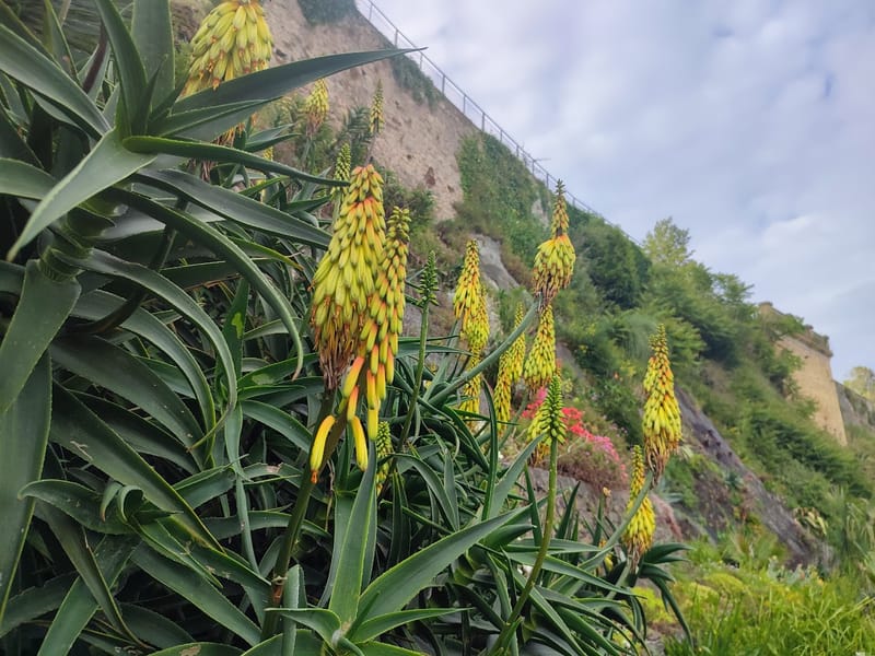 Aloe striatula