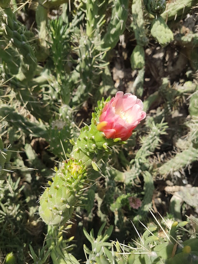 Austrocylindropuntia subulata