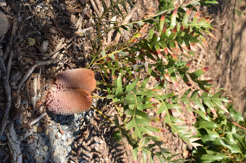 Banksia blechnifolia