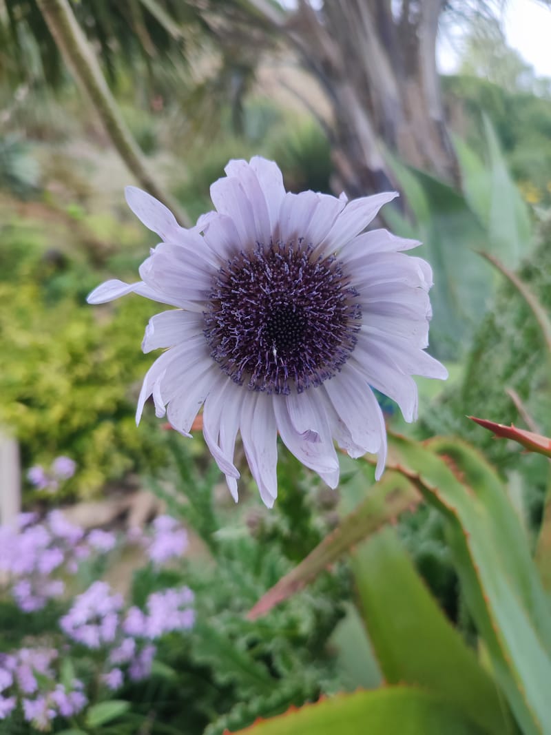 Berkheya purpurea