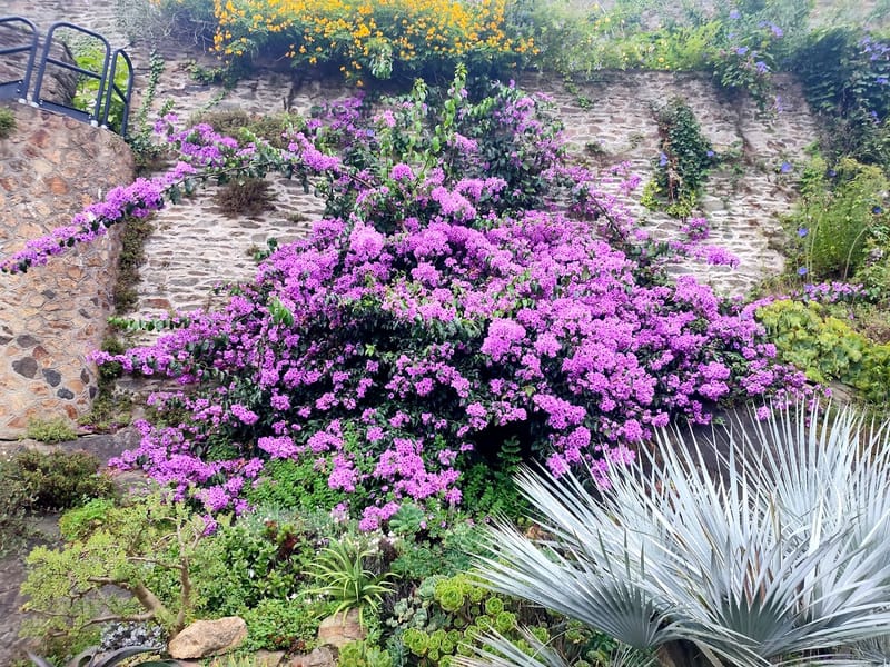 Bougainvillea x spectoglabra 'Violet de Mèze'