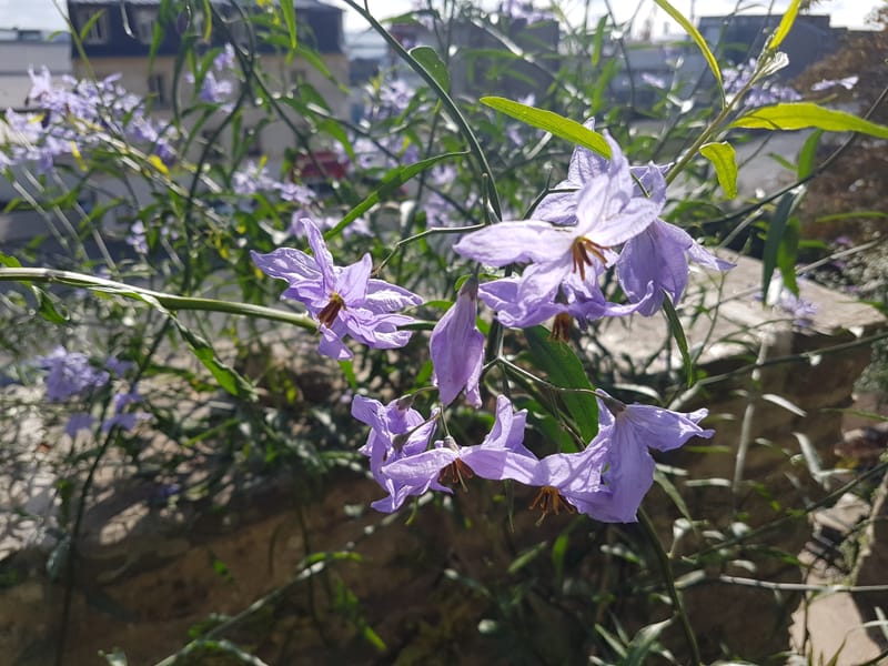 Solanum amygdalifolium