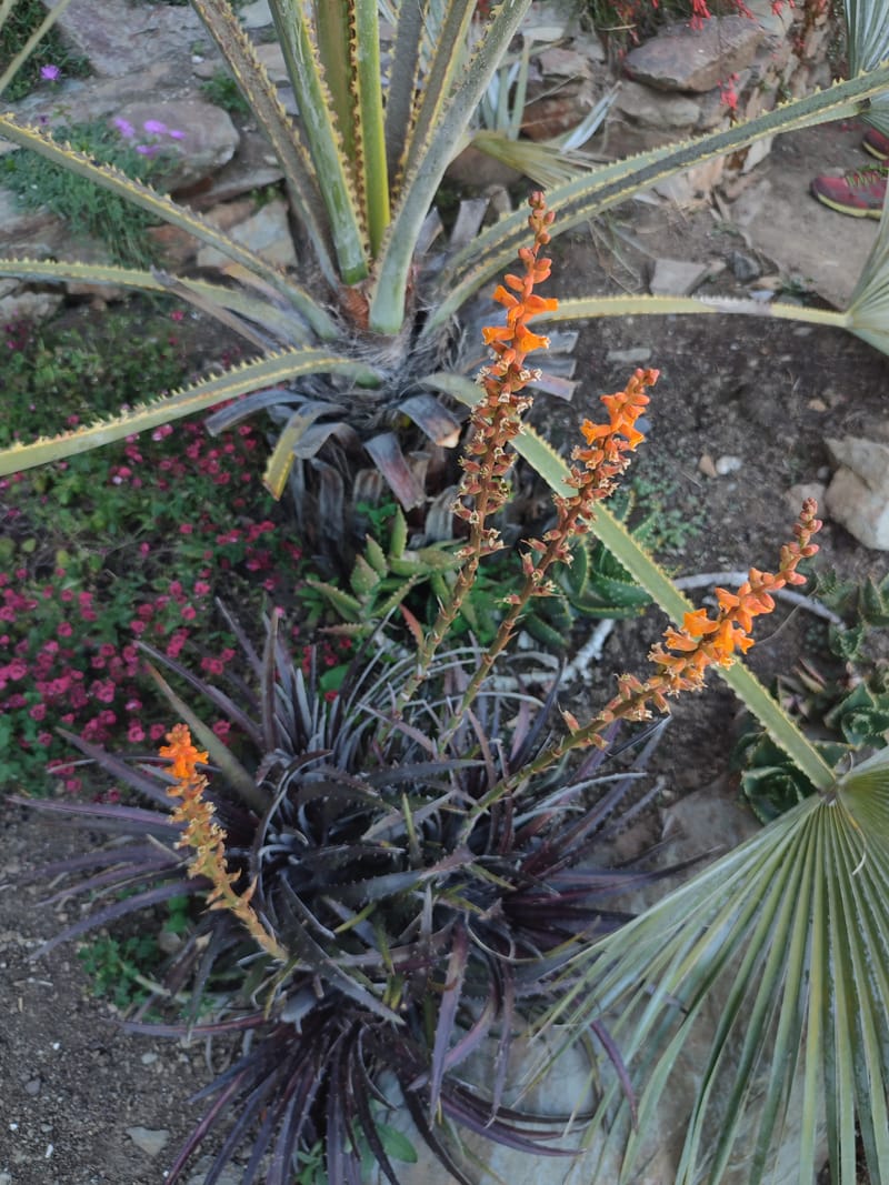 Dykia 'Grape Jelly'