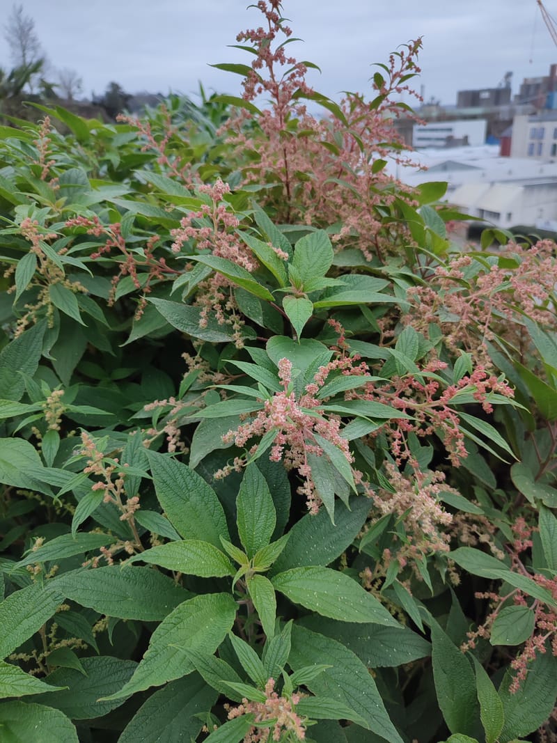 Gesnouinia arborea
