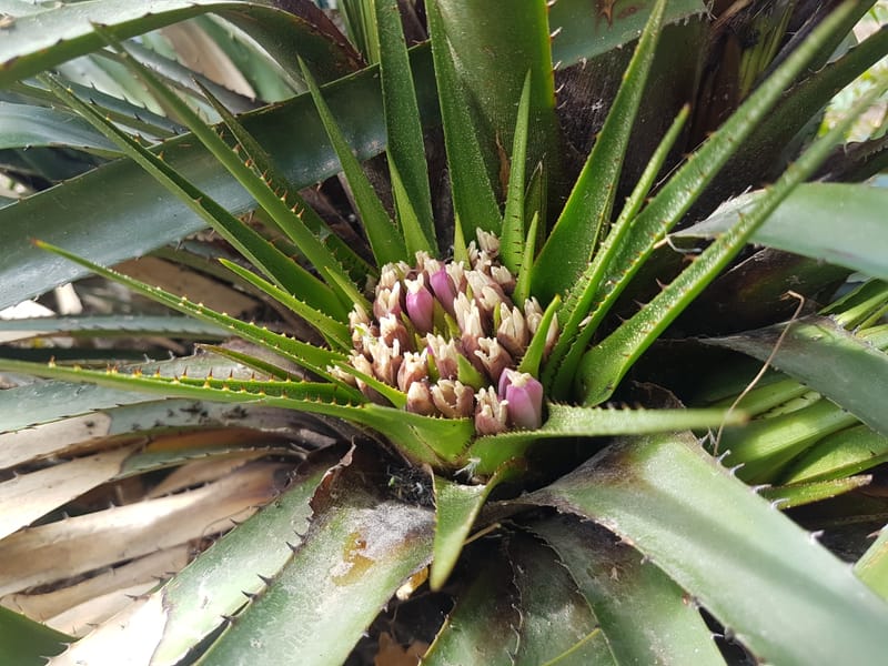 Greigia sphacelata
