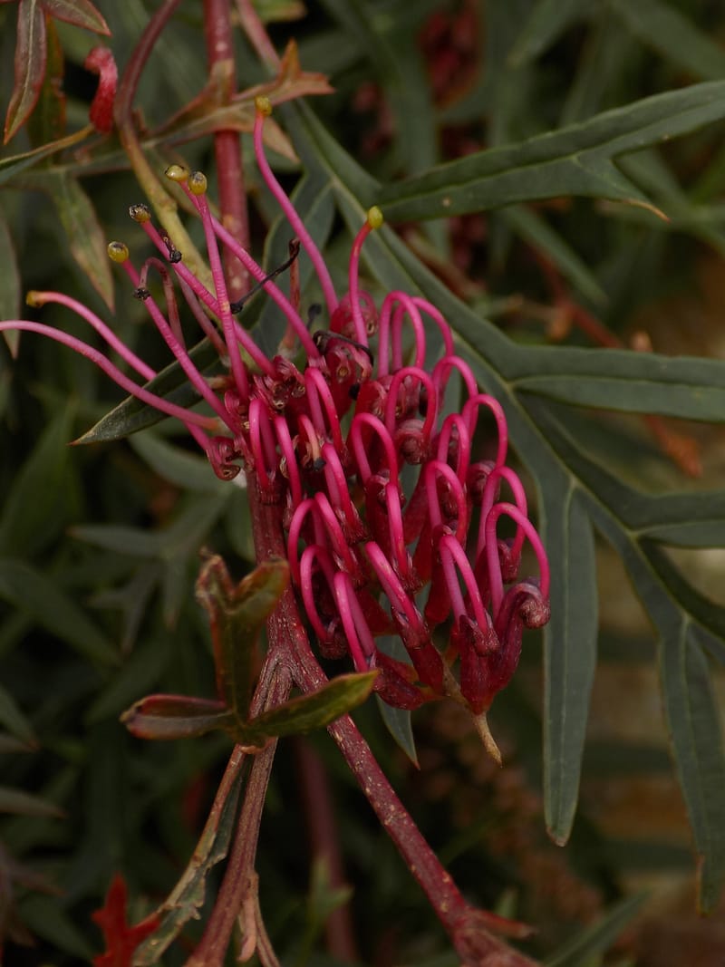 Grevillea 'Bronze Rambler'