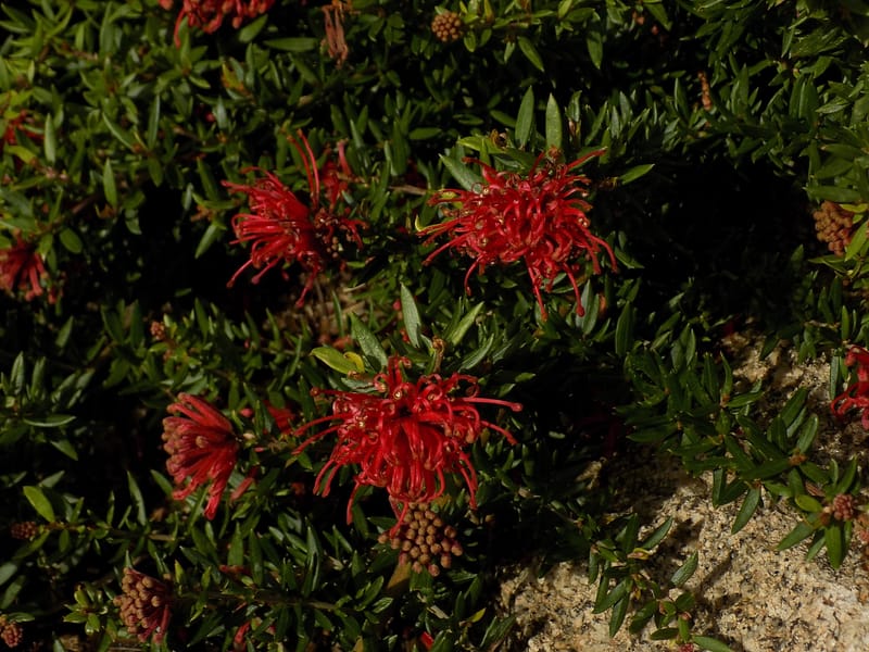 Grevillea 'New Blood'