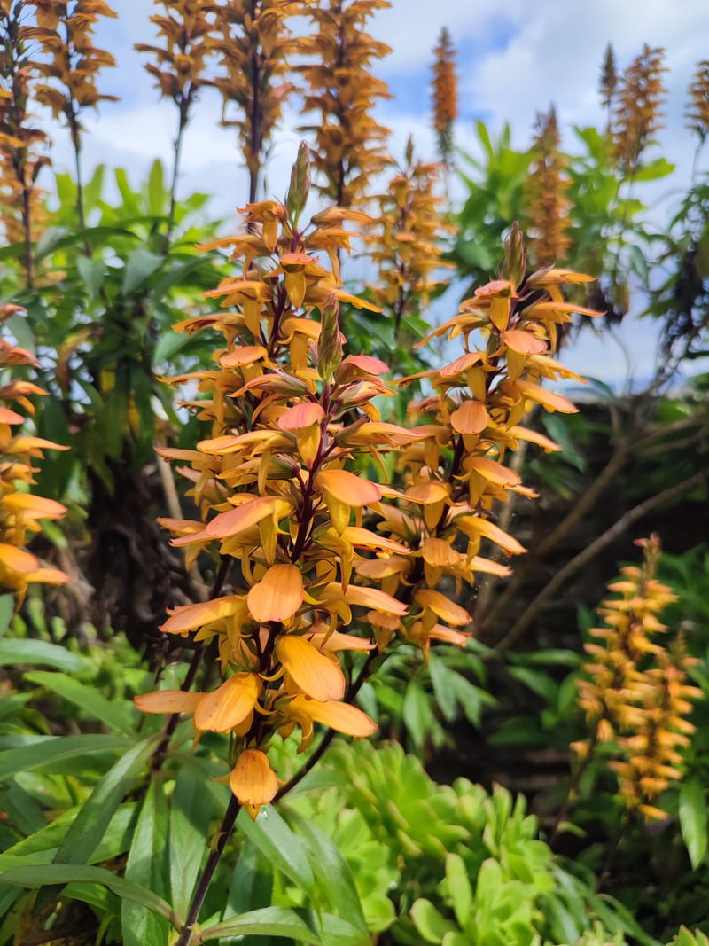 Digitalis canariensis