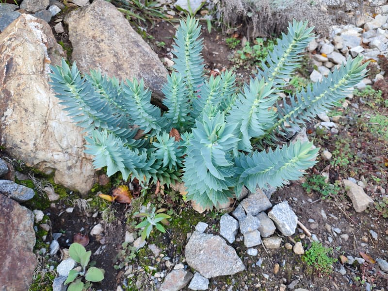 Euphorbia rigida