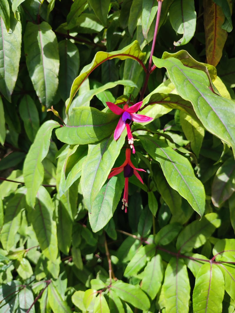 Fuchsia regia (bbm19br257)