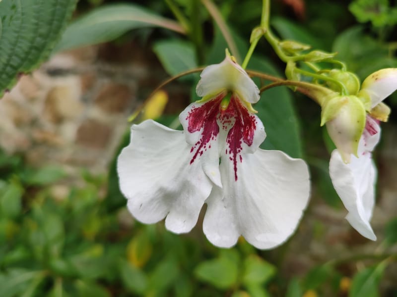 Impatiens tinctoria