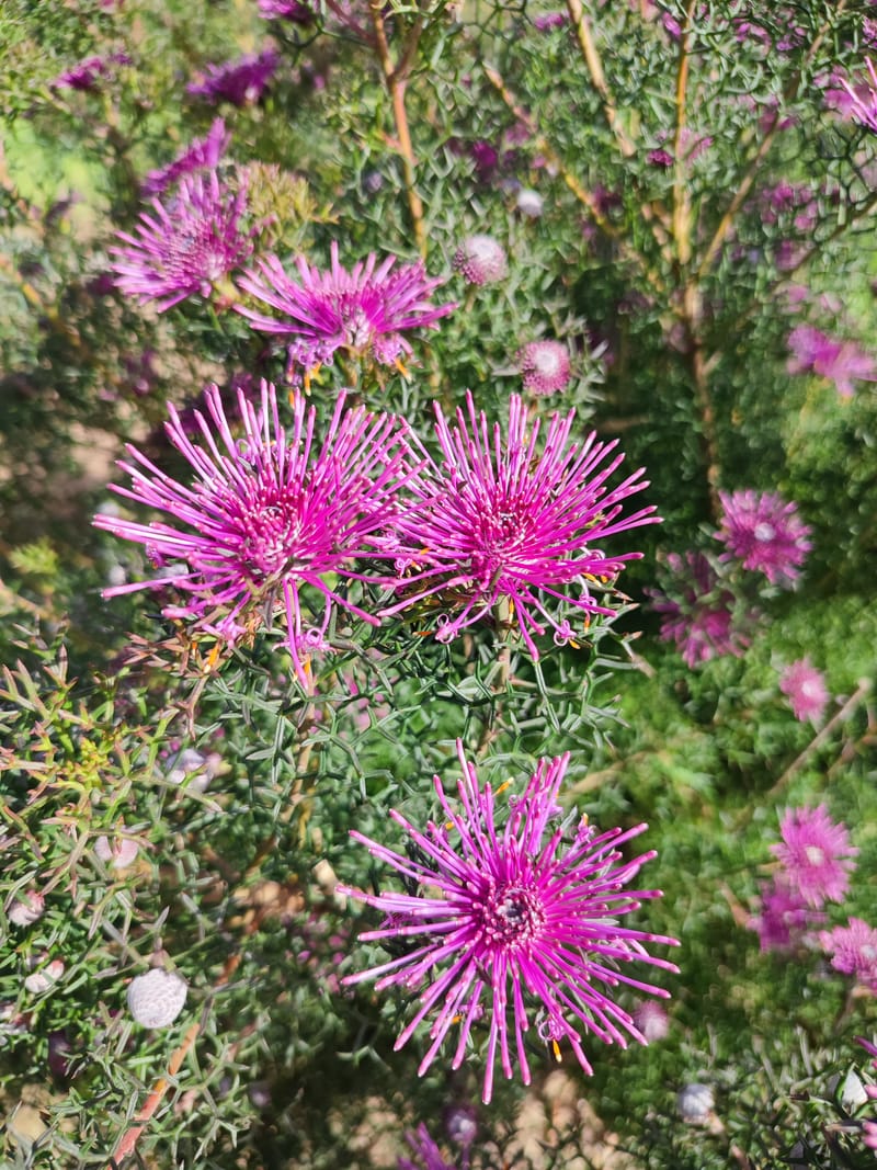 Isopogon formosus