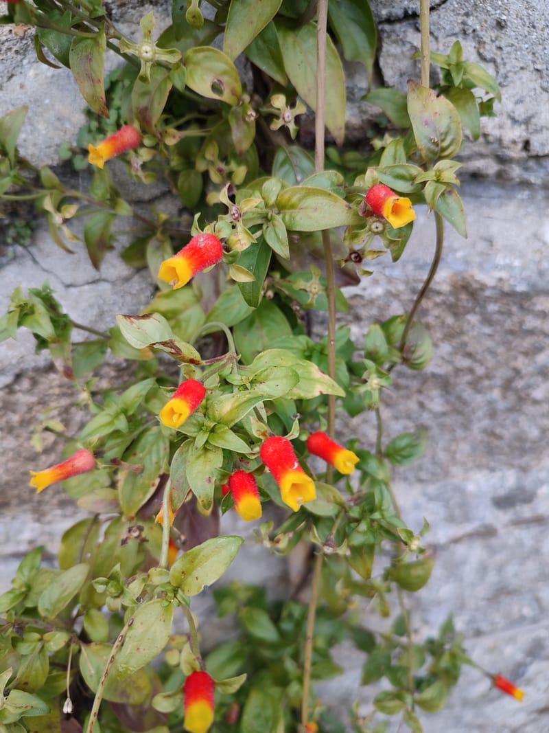 Manettia luteorubra