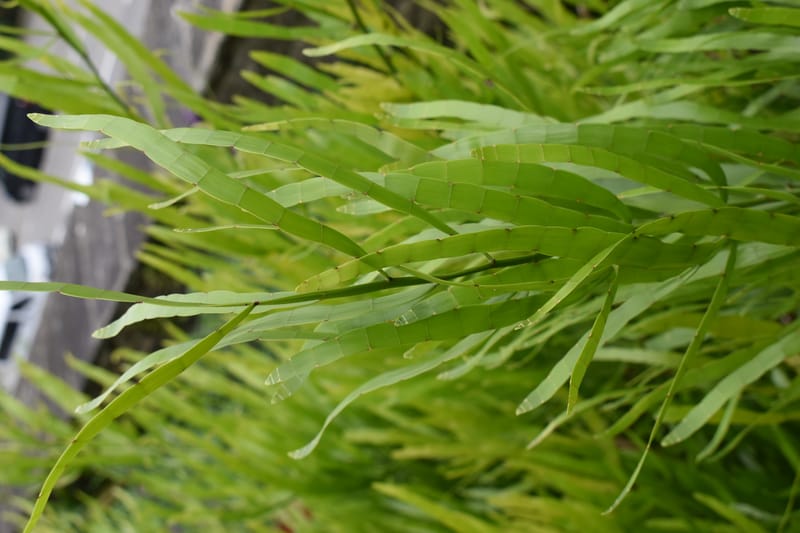 Muehlenbeckia platyclada