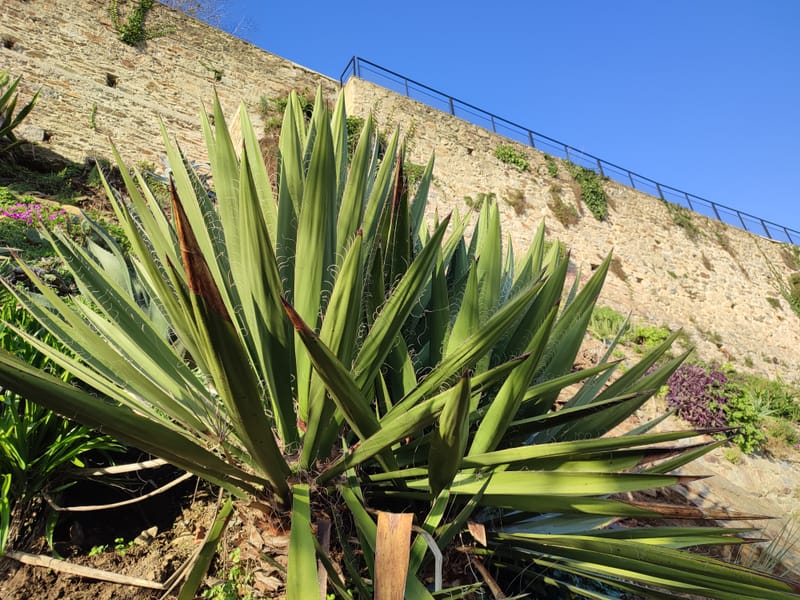 Yucca faxoniana