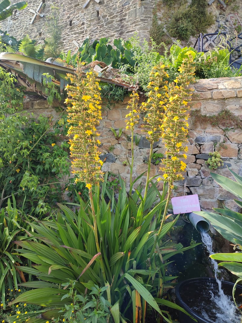 Wachendorfia thyrsiflora