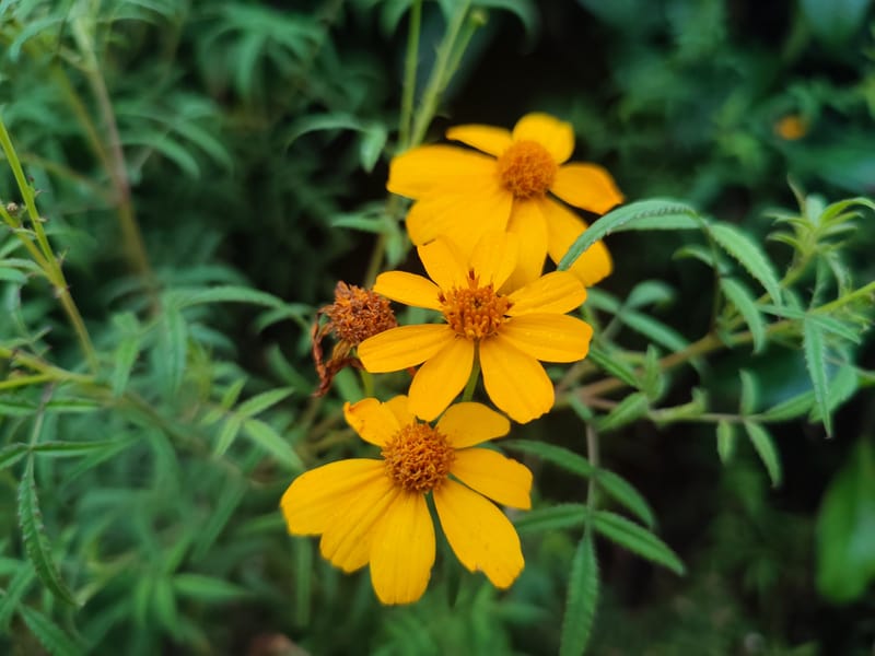 Tagetes lemmonii