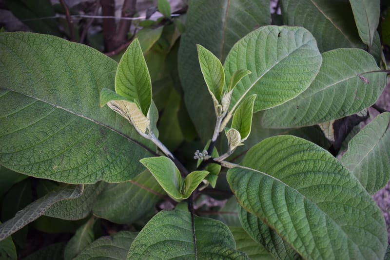 Tournefortia fuliginosa