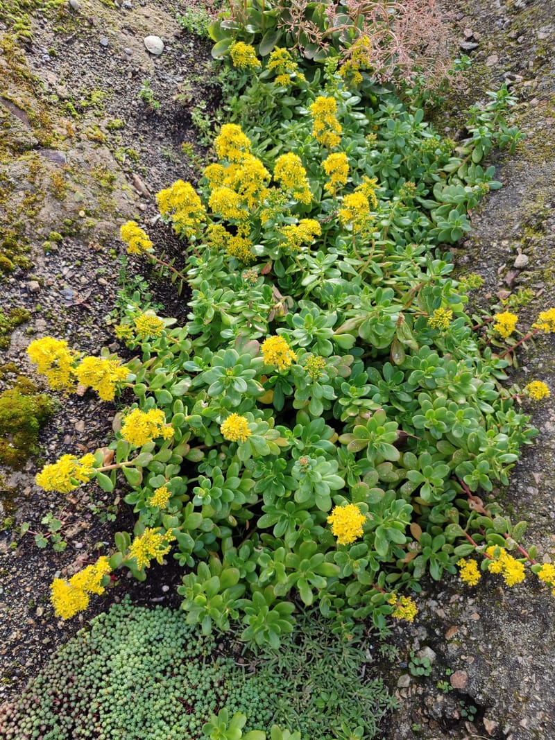 Sedum confusum