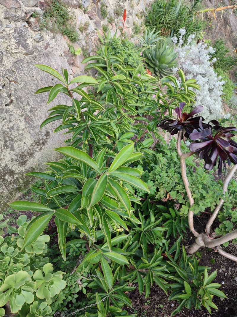Pereskia grandifolia
