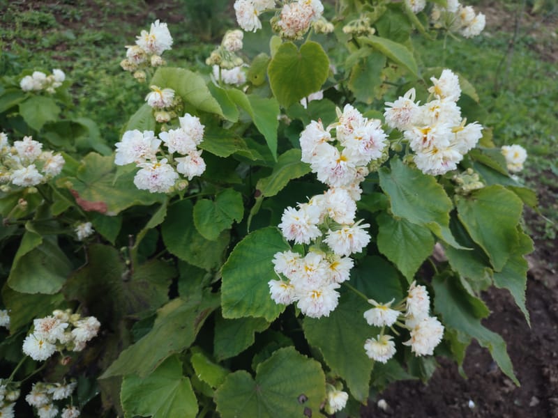 Sparrmannia africana
