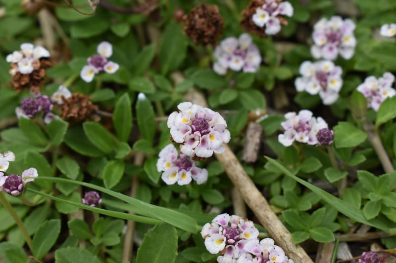 Phyla canescens