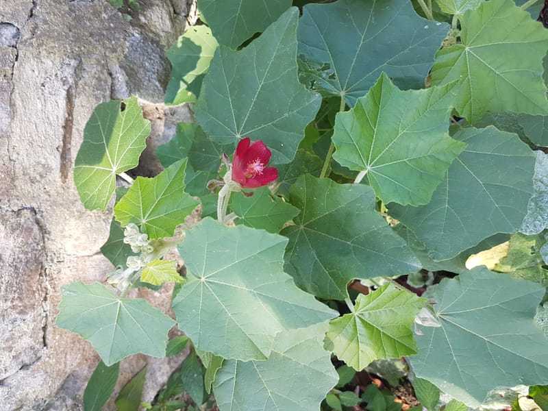 Phymosia umbellata