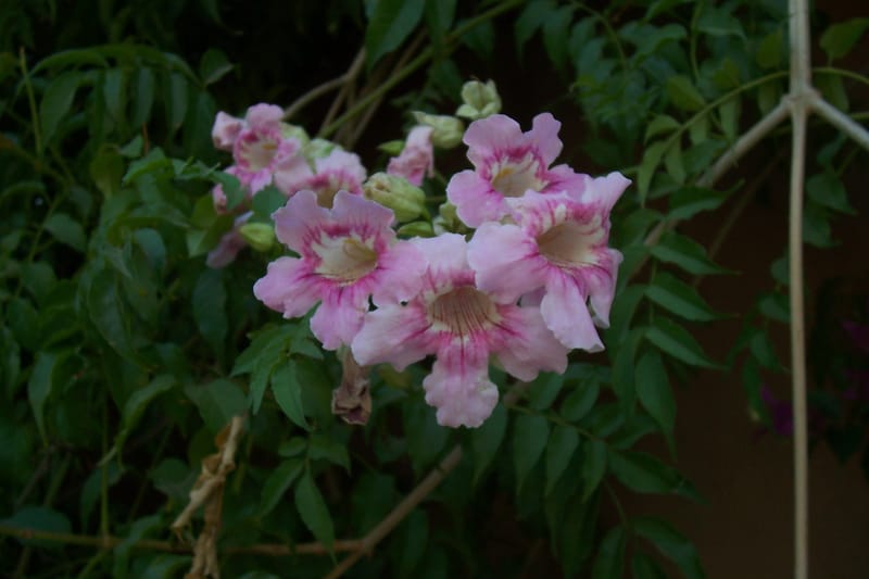 Podranea ricasoliana