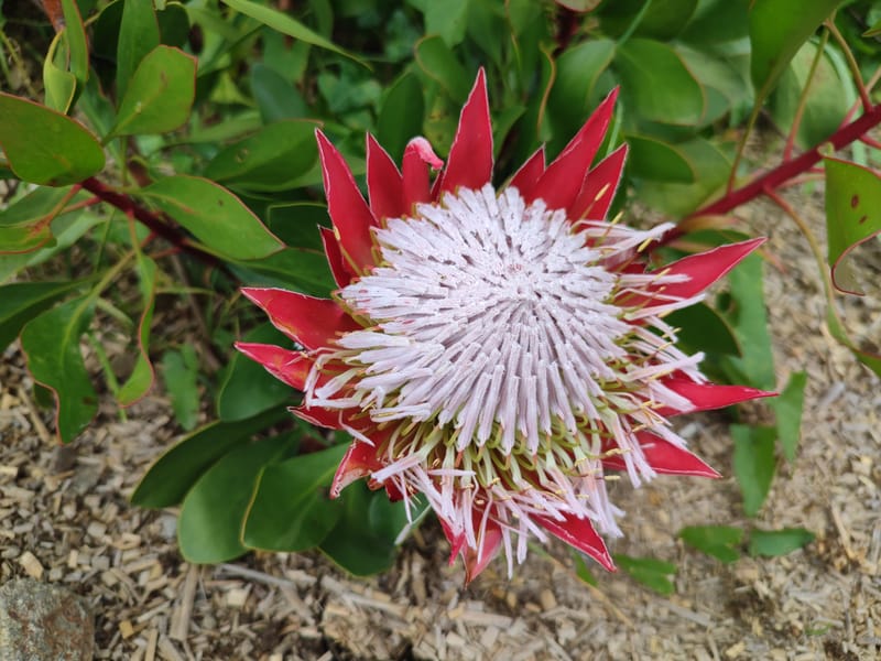 Protea cynaroides 'Madiba'