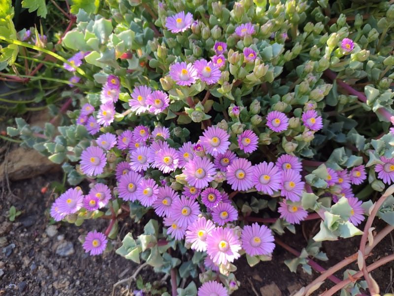 Oscularia deltoides