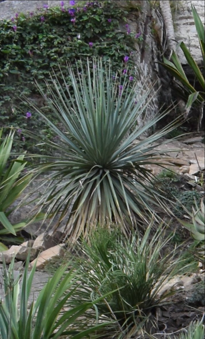 Nolina nelsonii
