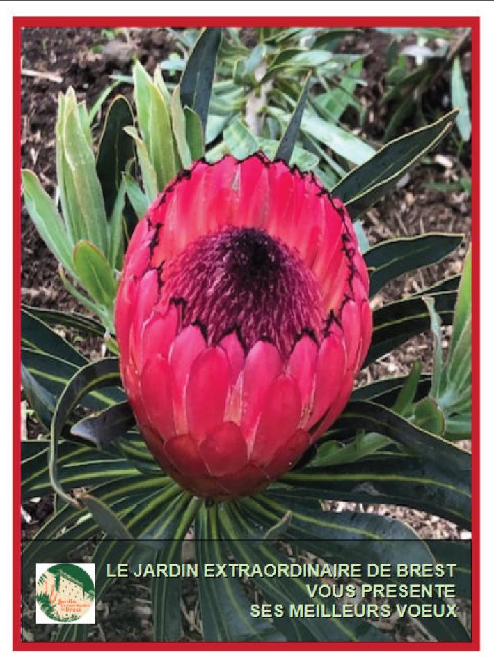 Bonne année / Bloavez mad \ Meilleurs vœux pour cette année 2026