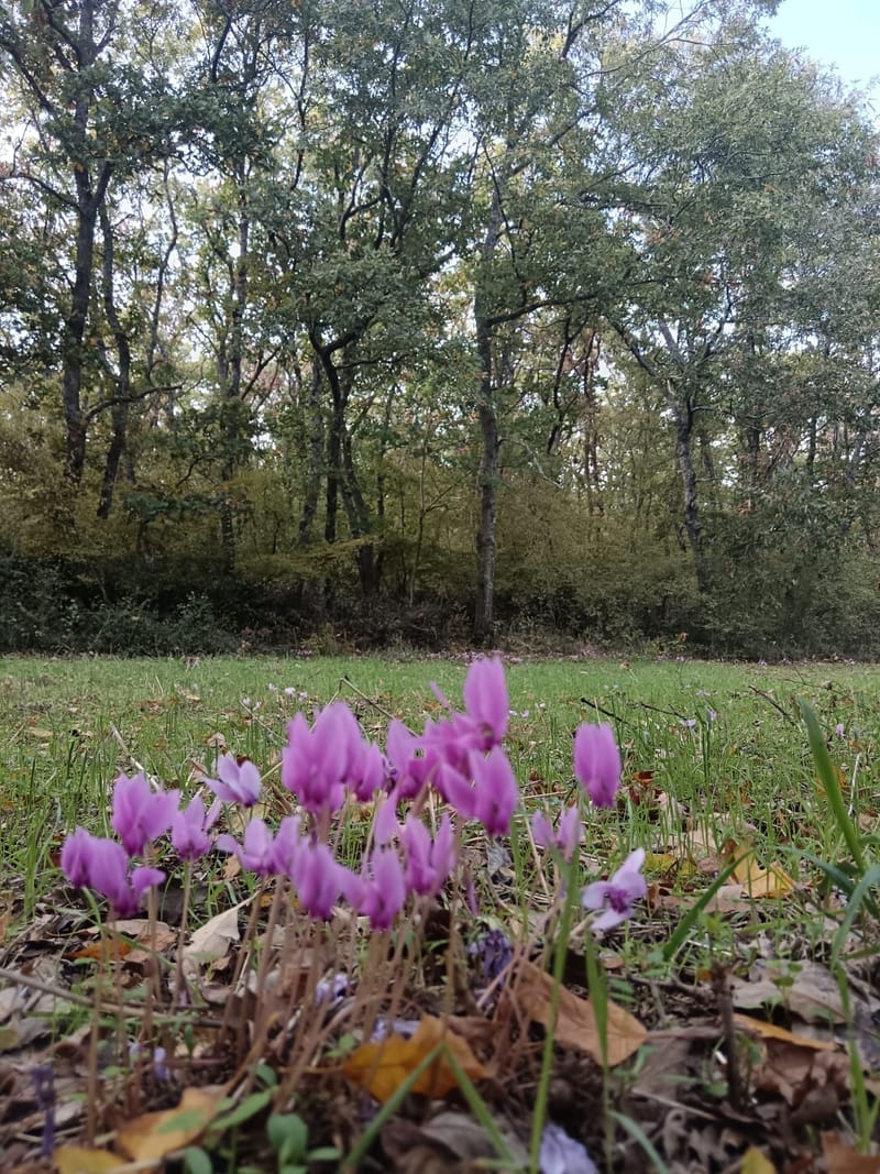Il Bosco, la bellezza dei suoi colori, gli asparagi selvatici, i funghi...