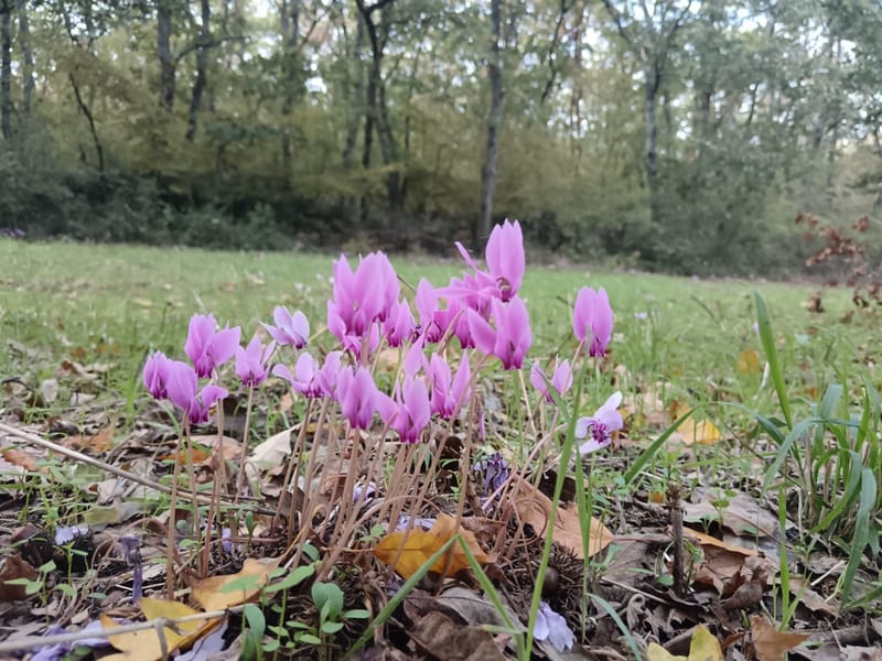 Il Bosco, la bellezza dei suoi colori, gli asparagi selvatici, i funghi...