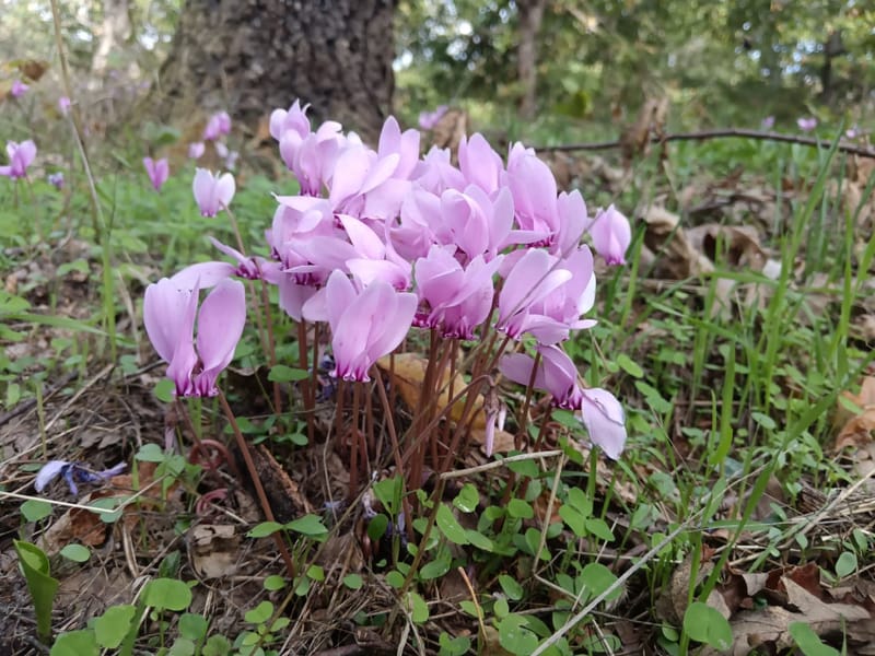 Il Bosco, la bellezza dei suoi colori, gli asparagi selvatici, i funghi...