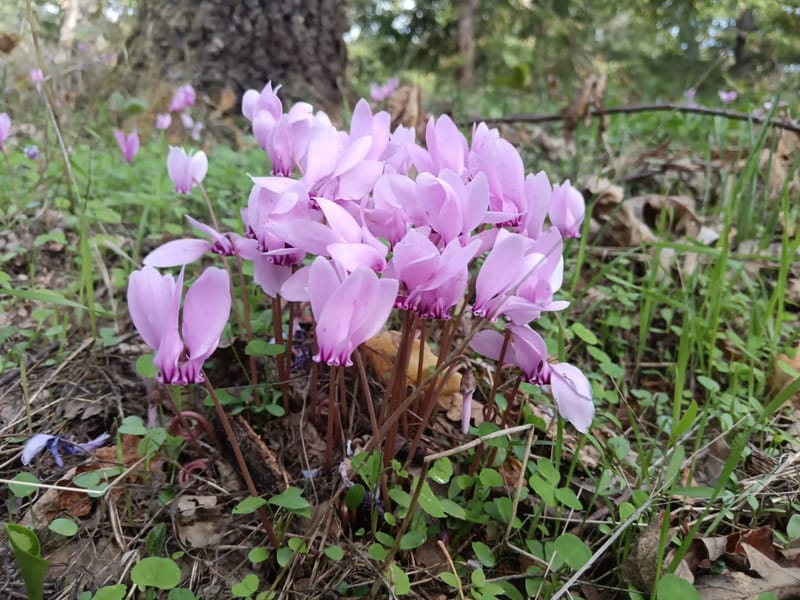Il Bosco, la bellezza dei suoi colori, gli asparagi selvatici, i funghi...