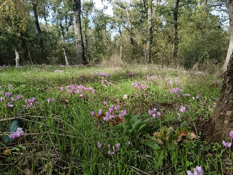Il Bosco, la bellezza dei suoi colori, gli asparagi selvatici, i funghi...