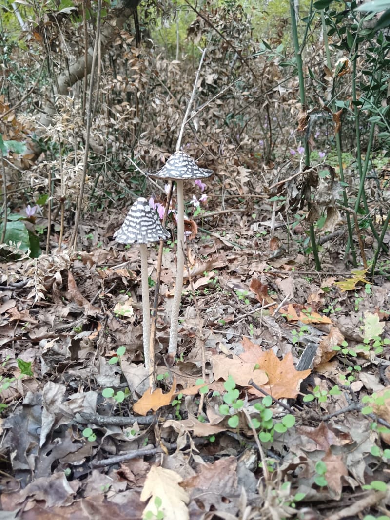 Il Bosco, la bellezza dei suoi colori, gli asparagi selvatici, i funghi...