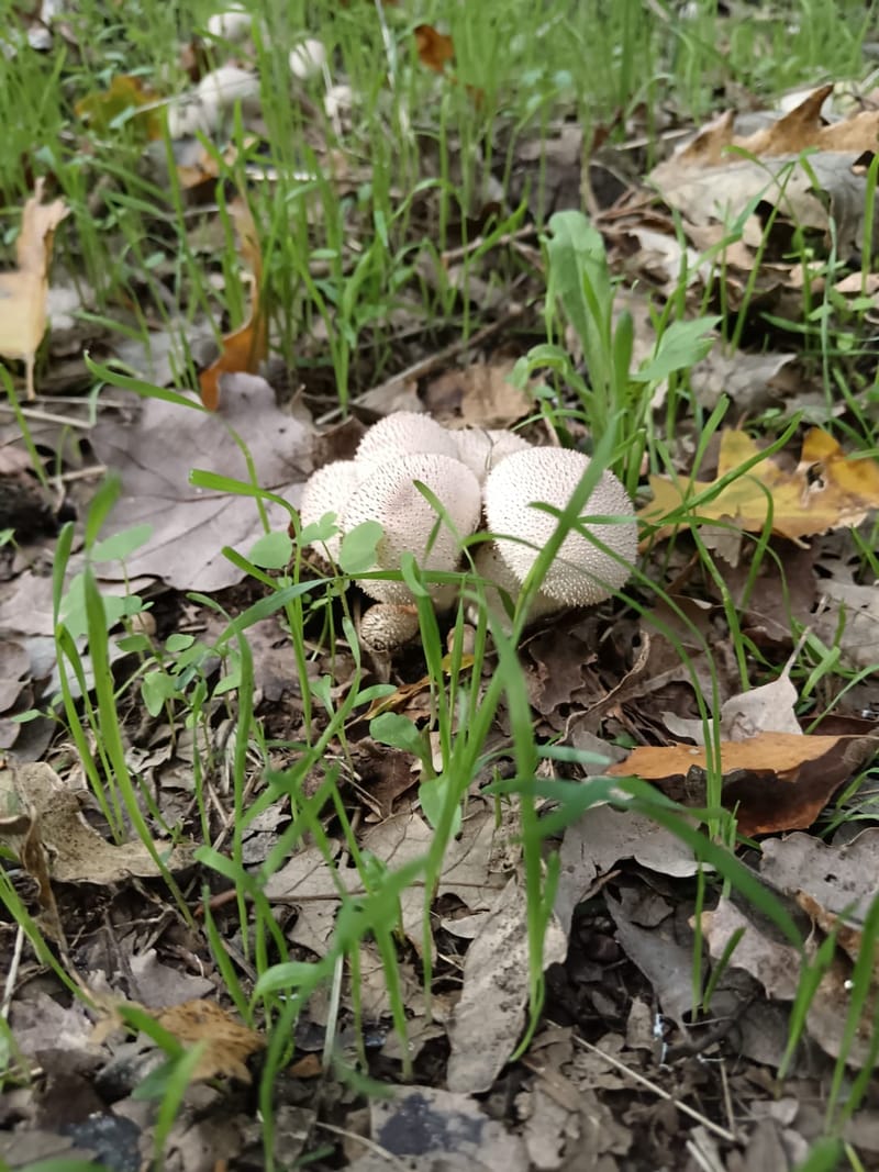 Il Bosco, la bellezza dei suoi colori, gli asparagi selvatici, i funghi...
