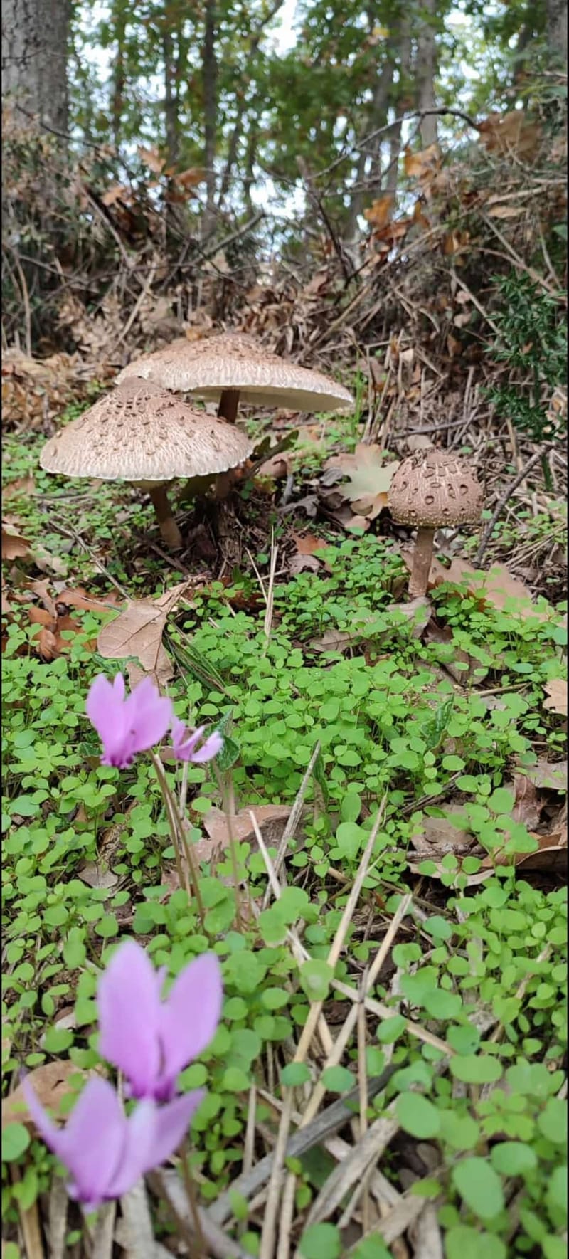 Il Bosco, la bellezza dei suoi colori, gli asparagi selvatici, i funghi...