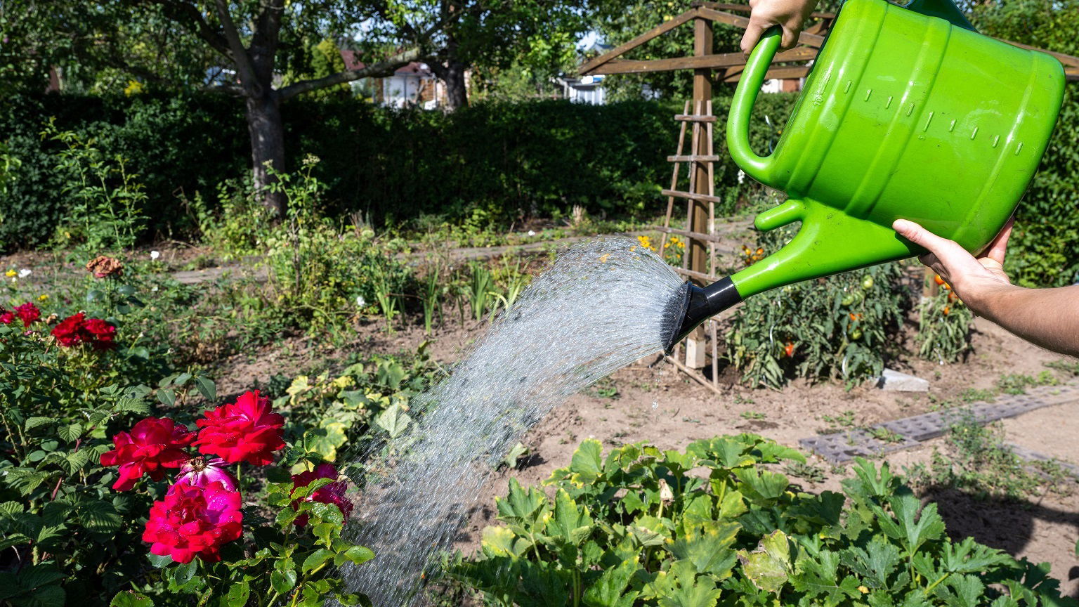 Így locsoljunk a nyáron!