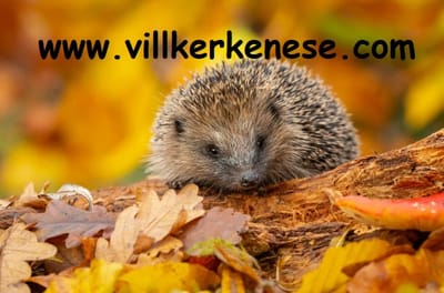 A hideg őszi hónapokra is van megoldásunk.