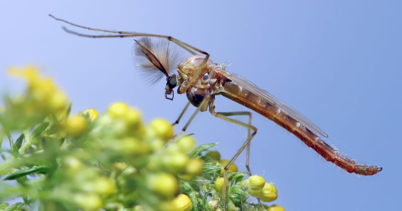 Árvaszúnyograjzás: túl vagyunk a csúcson.