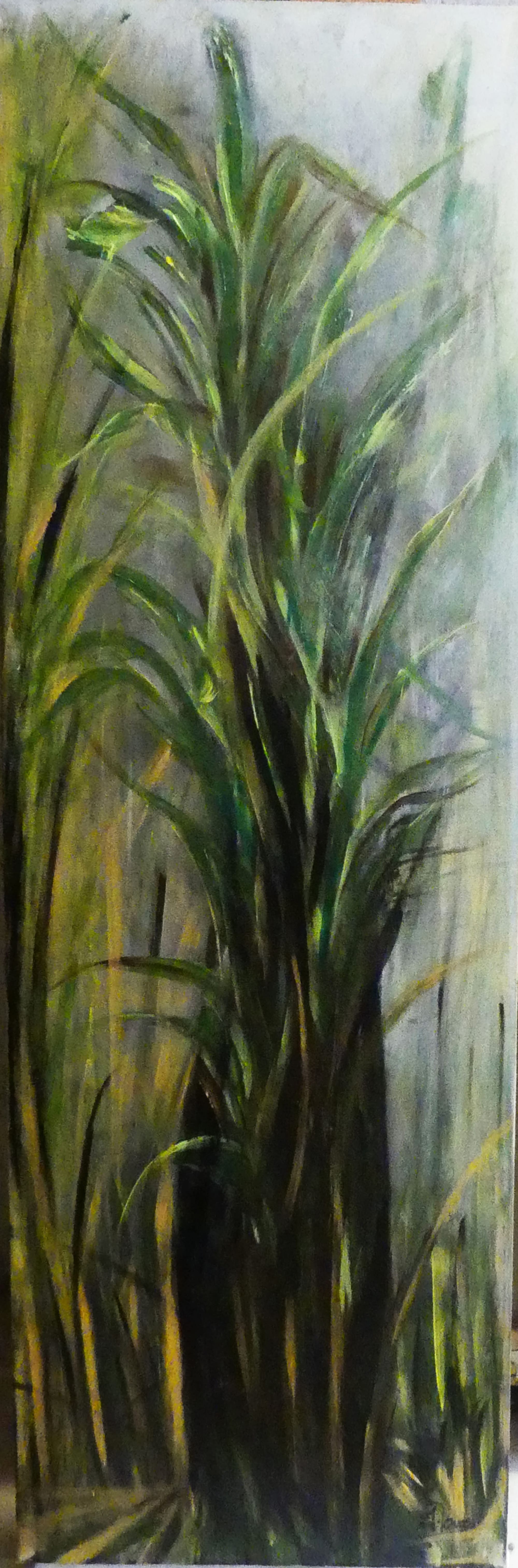 N° 354 Canne à Sucre